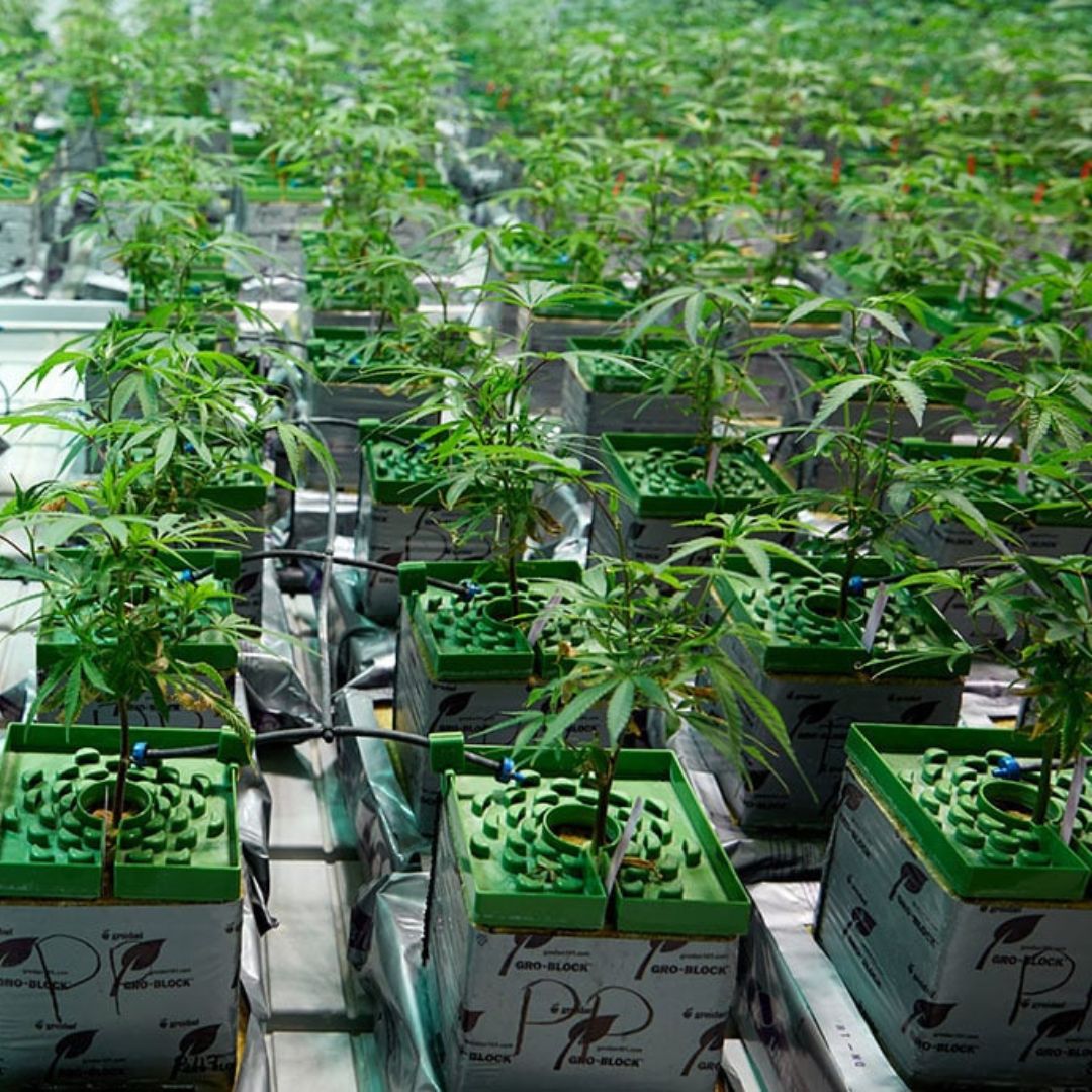 Culture de cannabis hydroponique