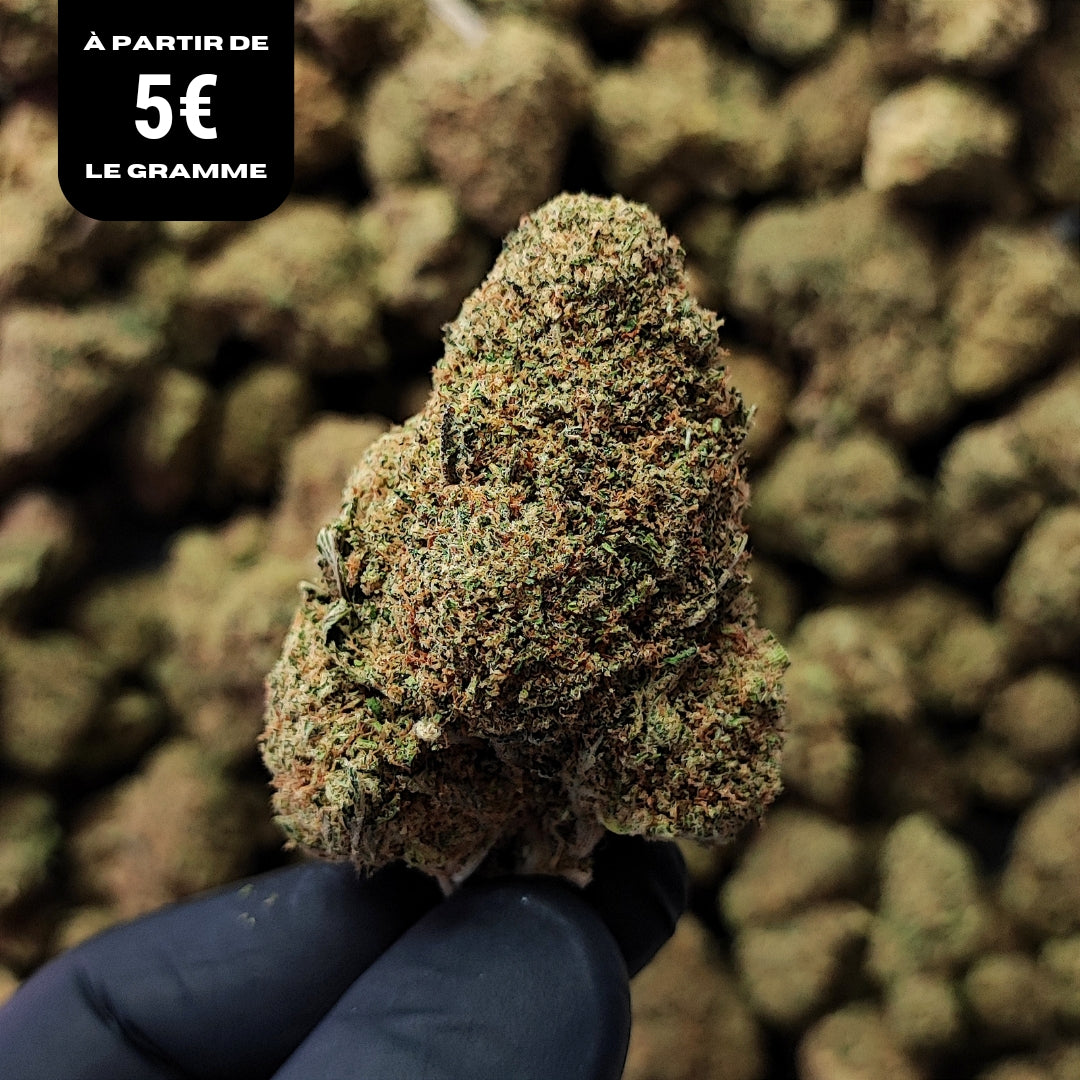 M.A.C | CBD | INDOOR CALIFORNIENNE