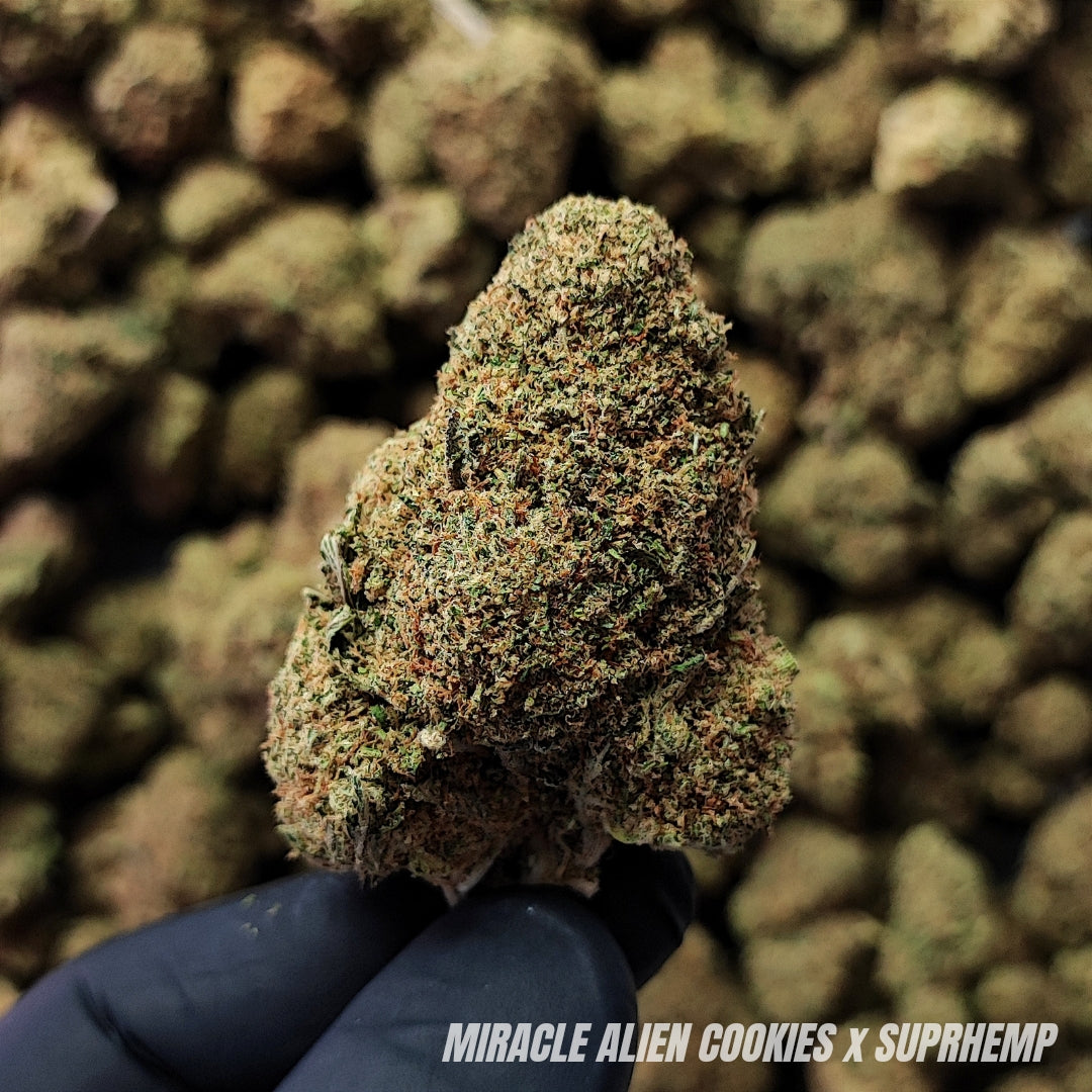 M.A.C | CBD | INDOOR CALIFORNIENNE