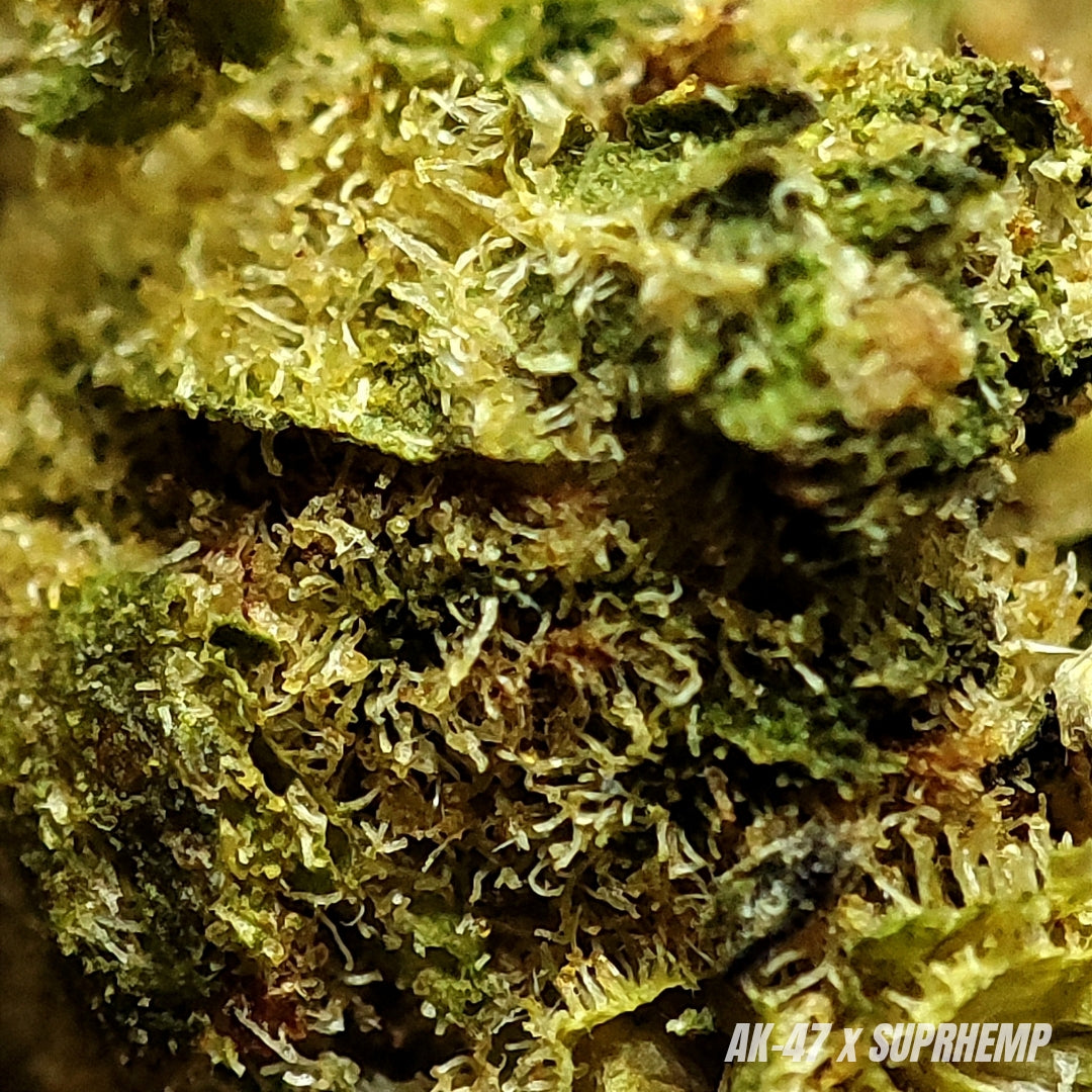 AK-47 | CBD | INDOOR