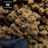 HAPPY AK-47 | CBD | INDOOR