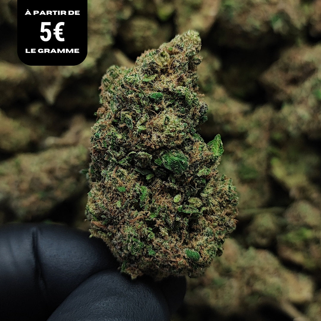 SWEET CHEESE | CBD | INDOOR HYDRO
