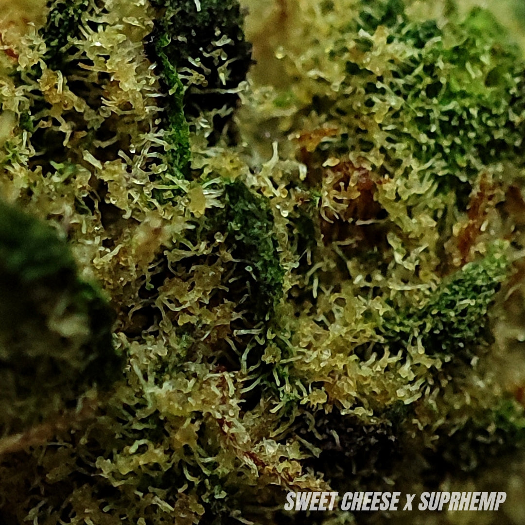 SWEET CHEESE | CBD | INDOOR HYDRO