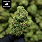 HAPPY AMNESIA FROZEN | CBD | INDOOR HYDRO