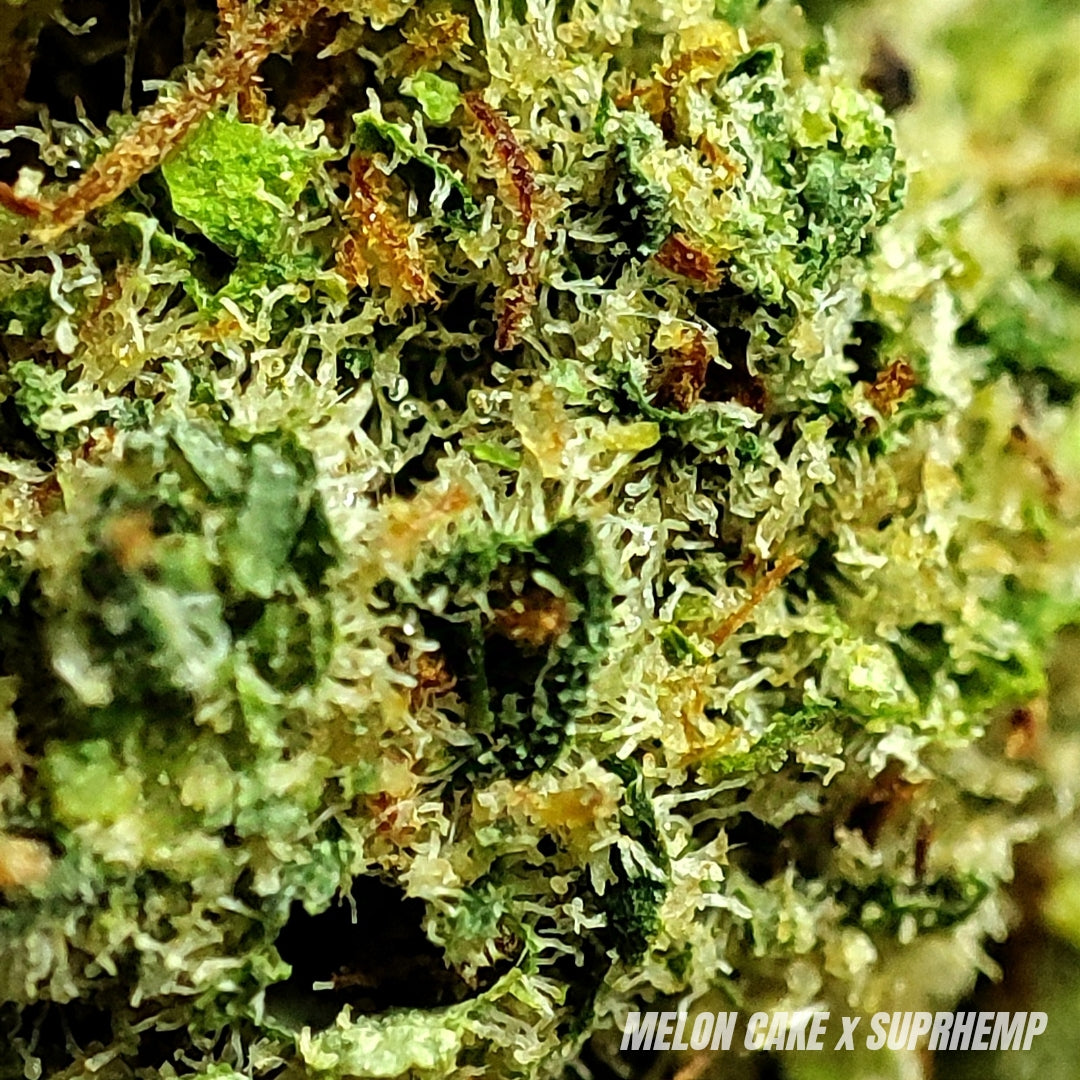 MELON CAKE | CBD | INDOOR HYDRO