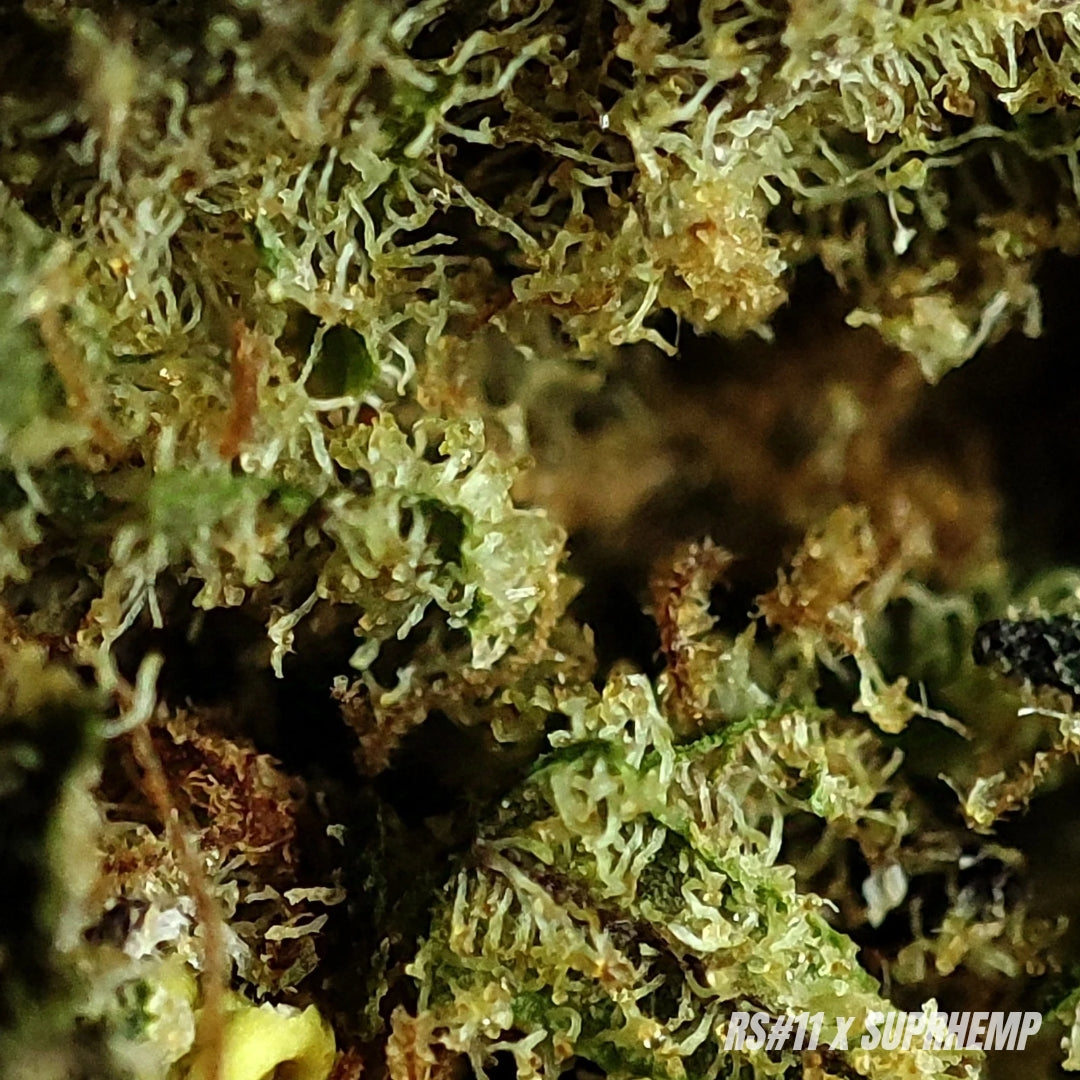 HAPPY RS#11 | CBD | INDOOR