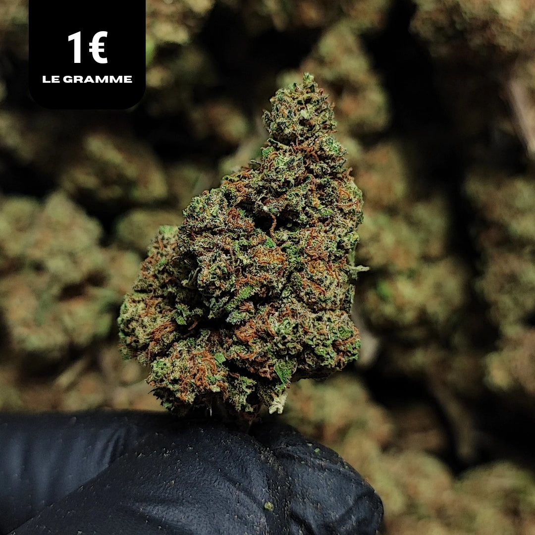 CHERRY LEMONADE | CBD | OUTDOOR | 10G