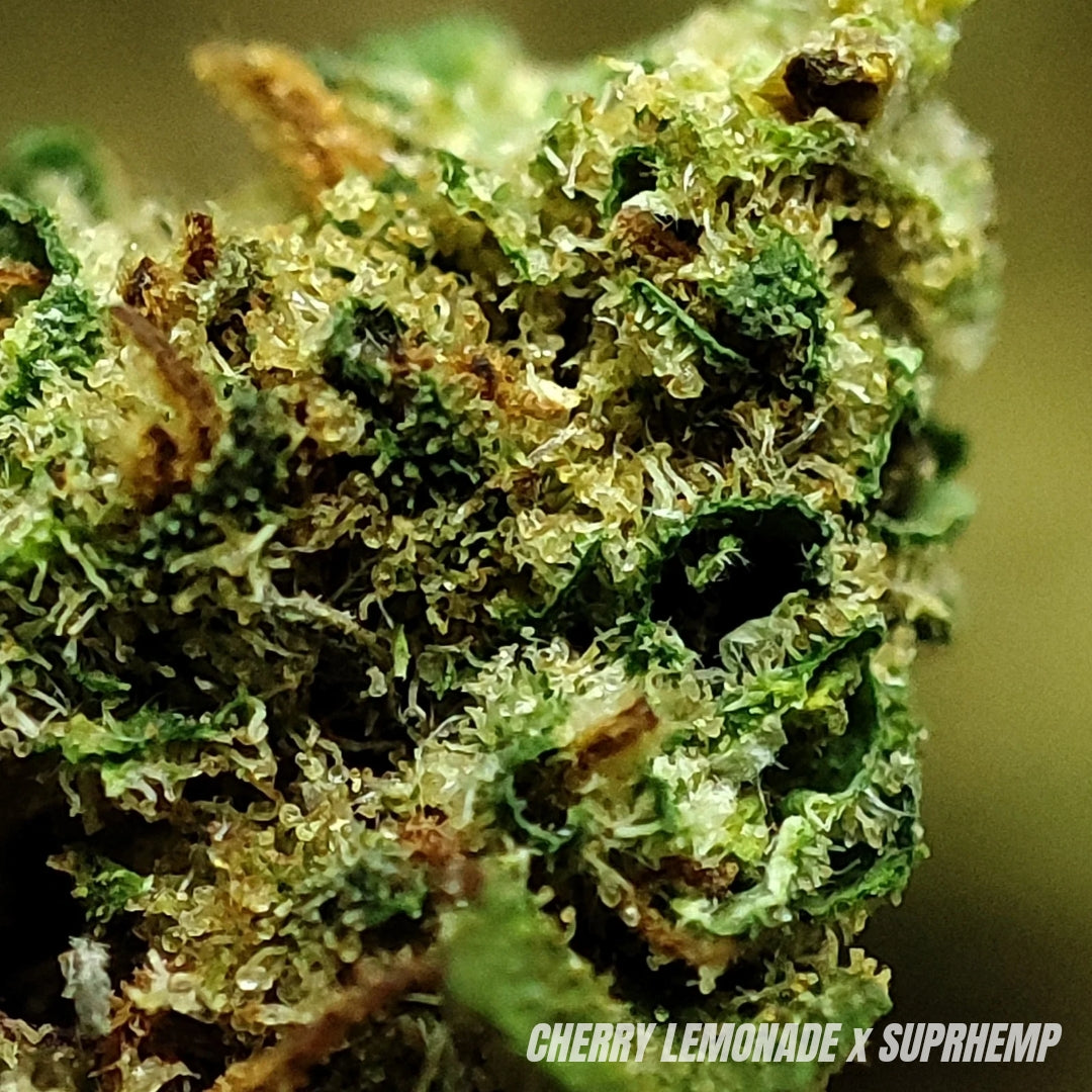 CHERRY LEMONADE | CBD | OUTDOOR | 10G