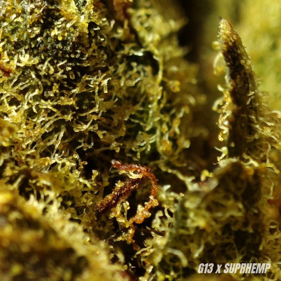 G13 HAZE | DC-X 30% 🤯 | GLASSHOUSE