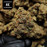 HAPPY LEMON TREE | CBD | INDOOR HYDRO