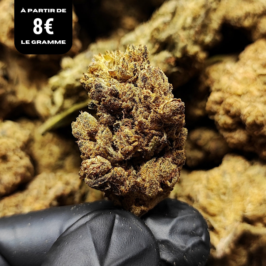 G13 HAZE | DC-X 30% 🤯 | GLASSHOUSE