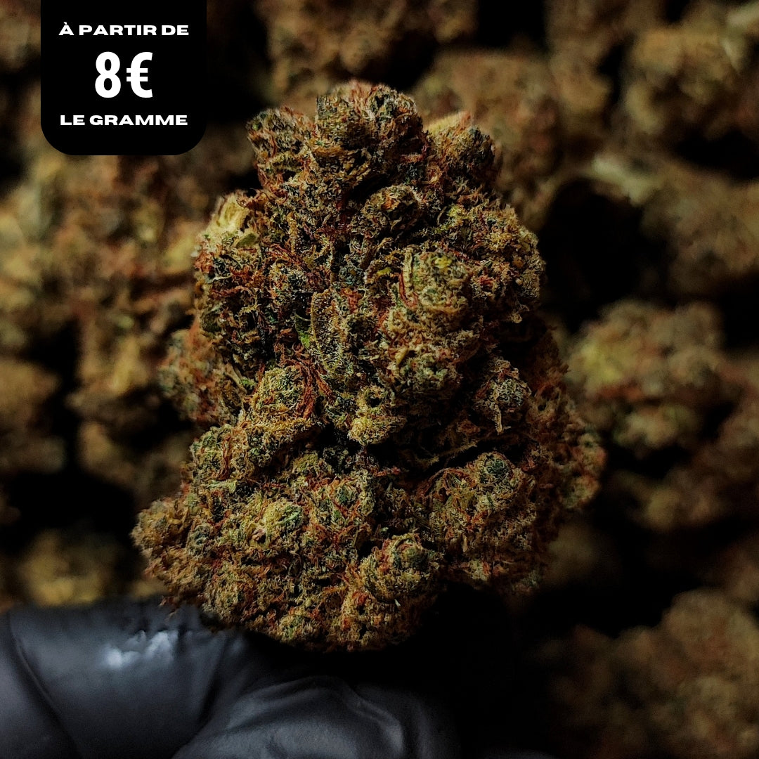AMNESIA | X-TREM 2.0 30% | INDOOR