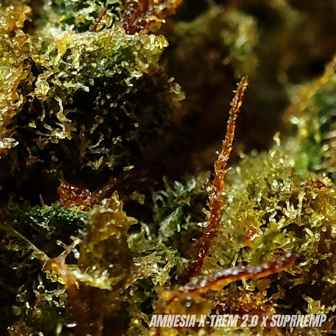 AMNESIA | X-TREM 2.0 30% | INDOOR
