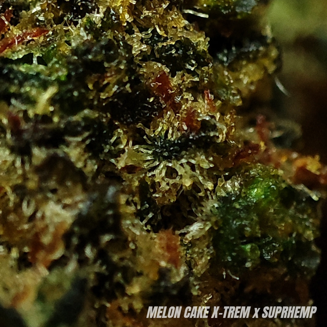 HAPPY MELON CAKE | X-TREM 30% | INDOOR