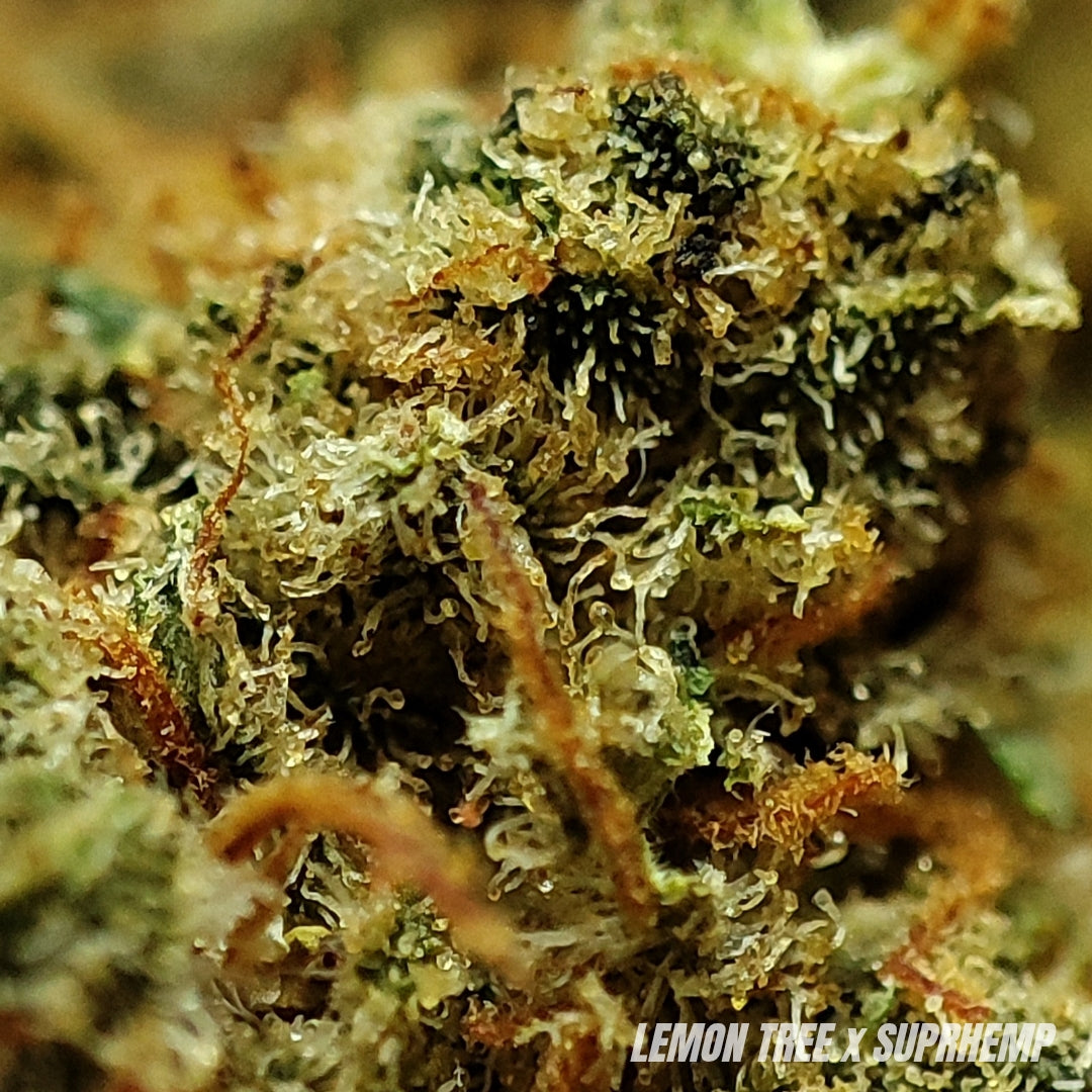 LEMON TREE | CBD | INDOOR HYDRO