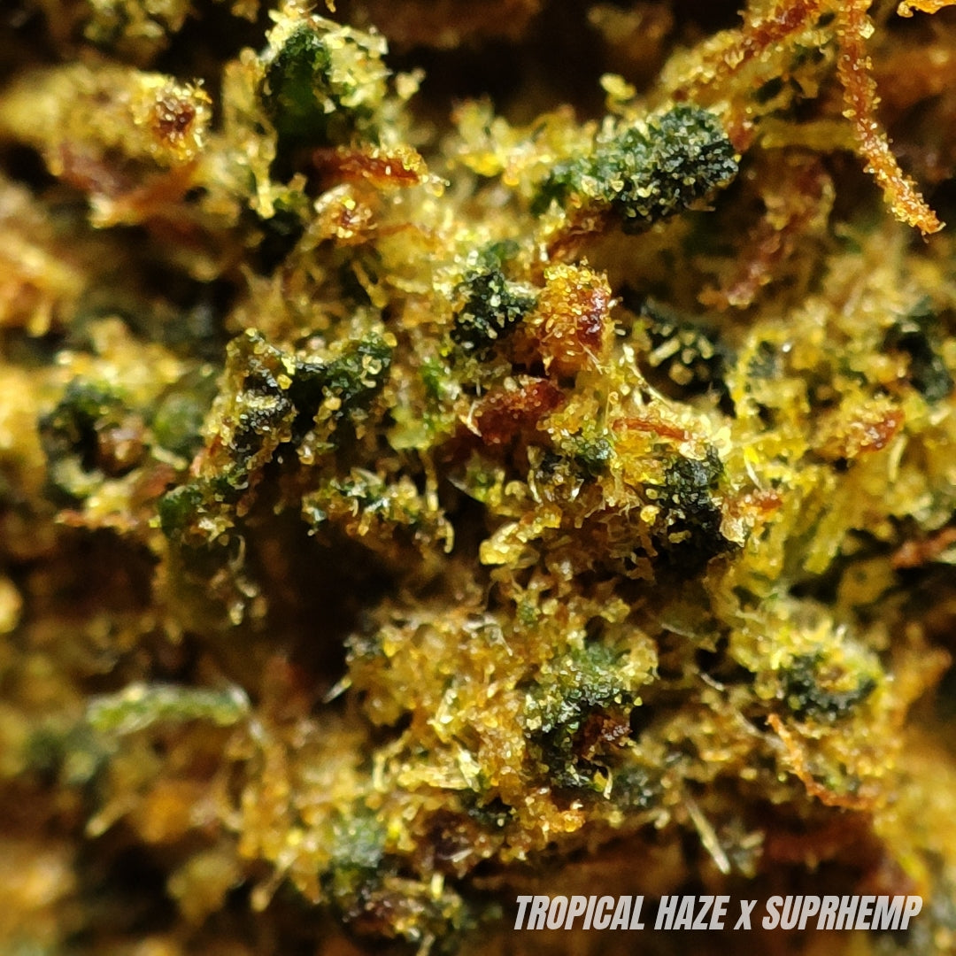 TROPICAL HAZE | DC-X 30% 🤯 | GLASSHOUSE