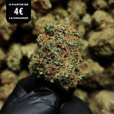 HAPPY LIBERTY HAZE | CBD | INDOOR