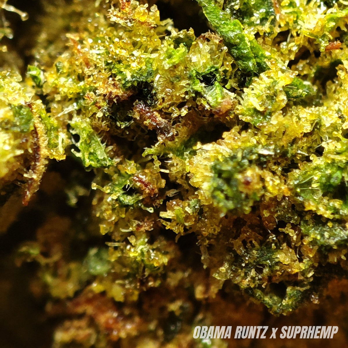 OBAMA RUNTZ | STR ++ 50% 🤯 | INDOOR