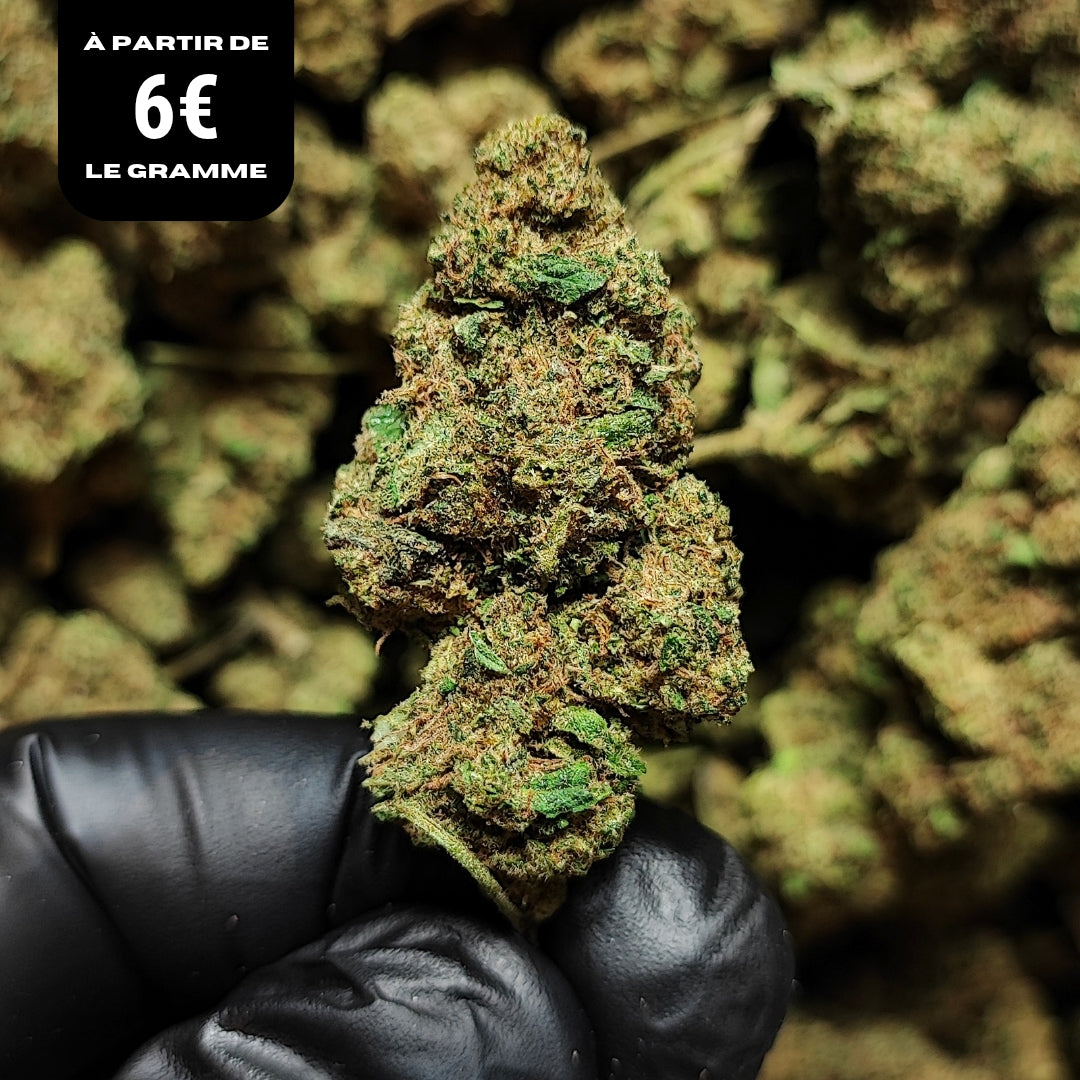 SPACE COOKIE | STR ++ 50% 🤯 | INDOOR