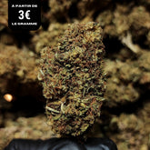 HAPPY WATERMELON | CBD | GLASSHOUSE