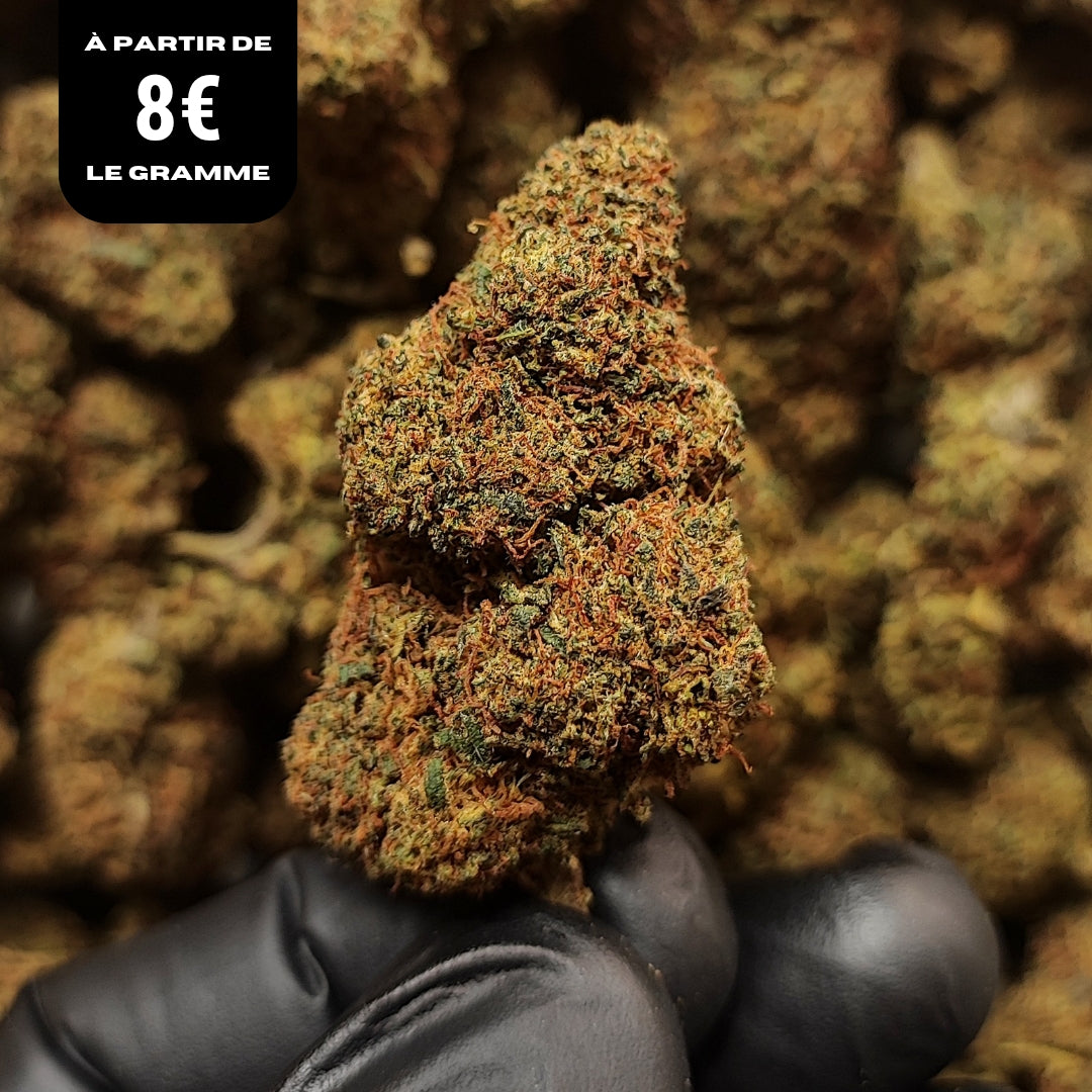 TROPICAL HAZE | DC-X 30% 🤯 | GLASSHOUSE