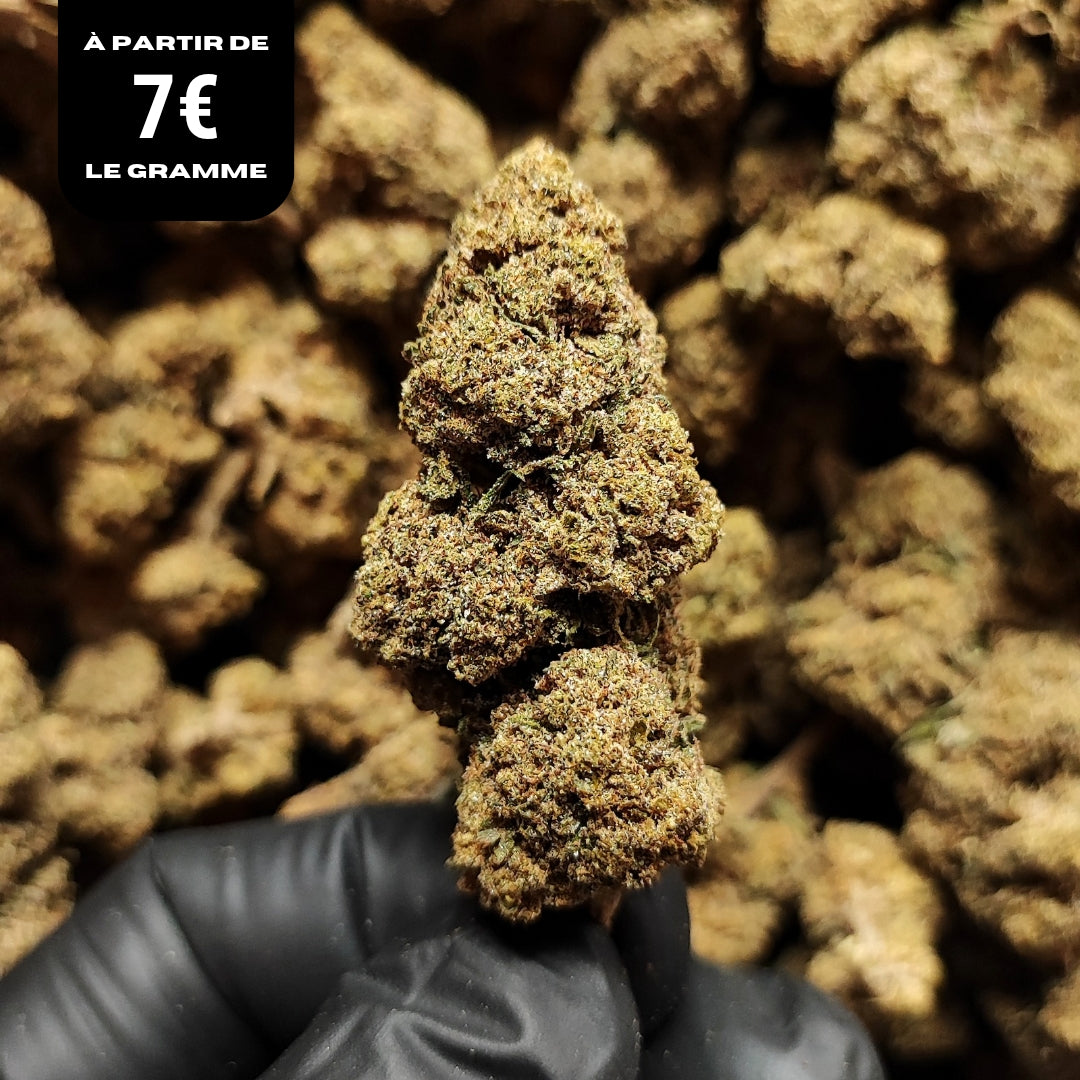 BLUE DREAM | STR 50% 🤯 | GLASSHOUSE