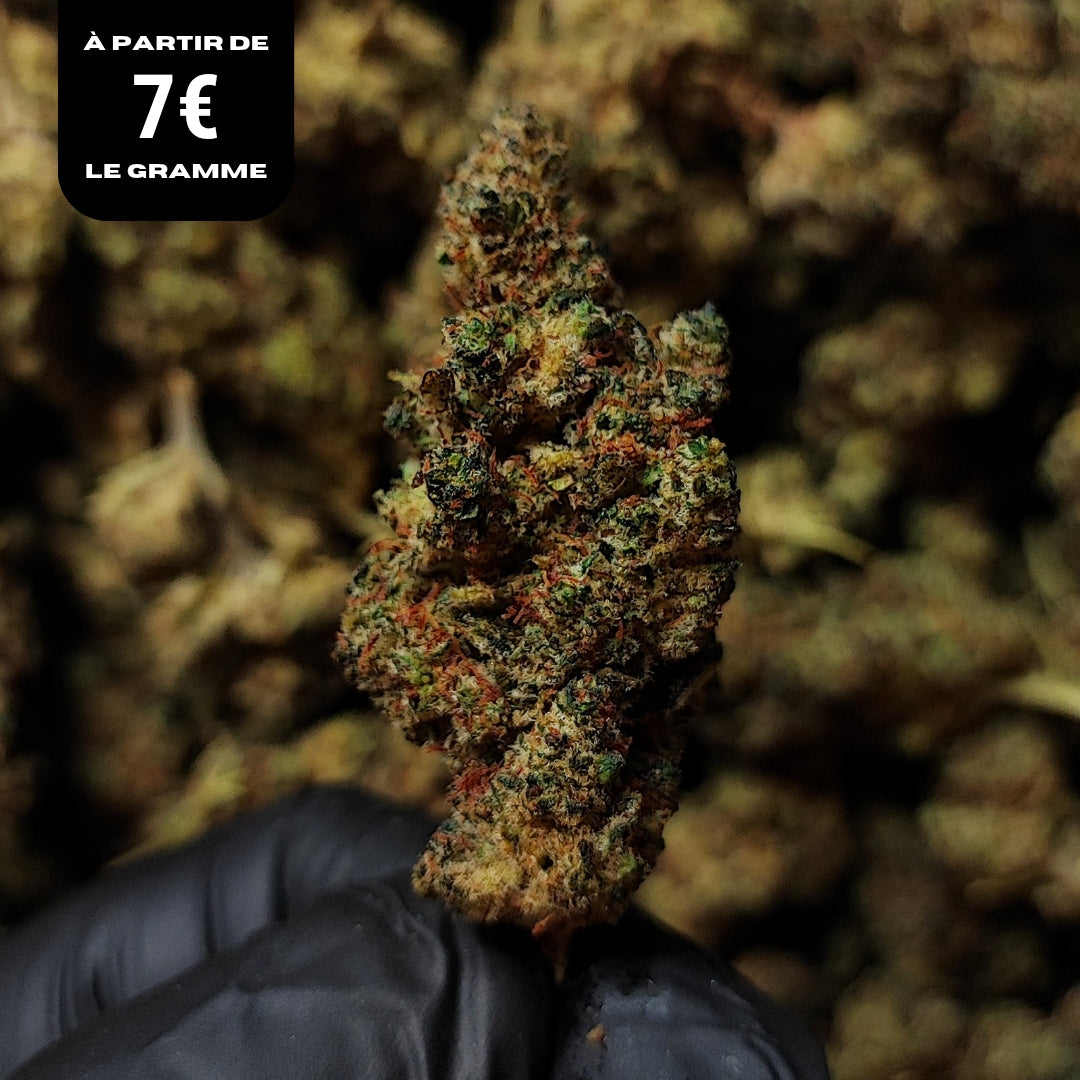 HAPPY MELON CAKE | X-TREM 30% | INDOOR