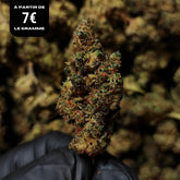 HAPPY MELON CAKE | X-TREM 30% | INDOOR