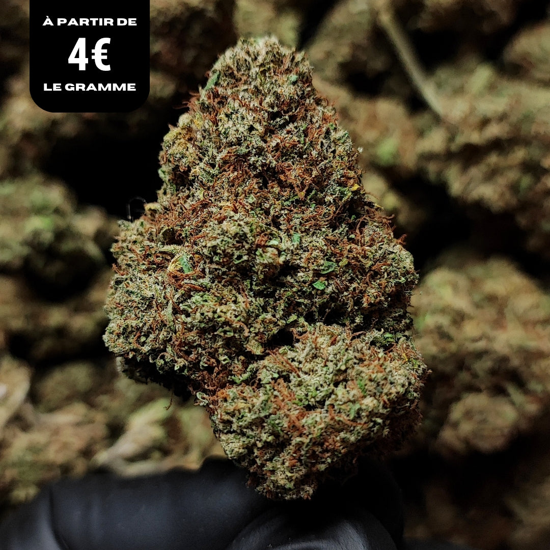 CRITICAL 2.0 | CBD | INDOOR
