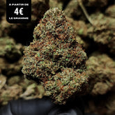 HAPPY CRITICAL 2.0 | CBD | INDOOR