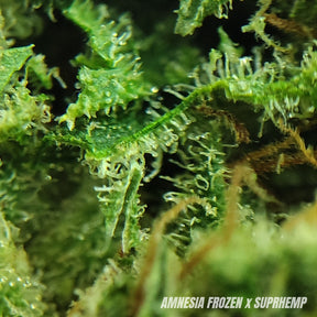 AMNESIA FROZEN | CBD | INDOOR HYDRO