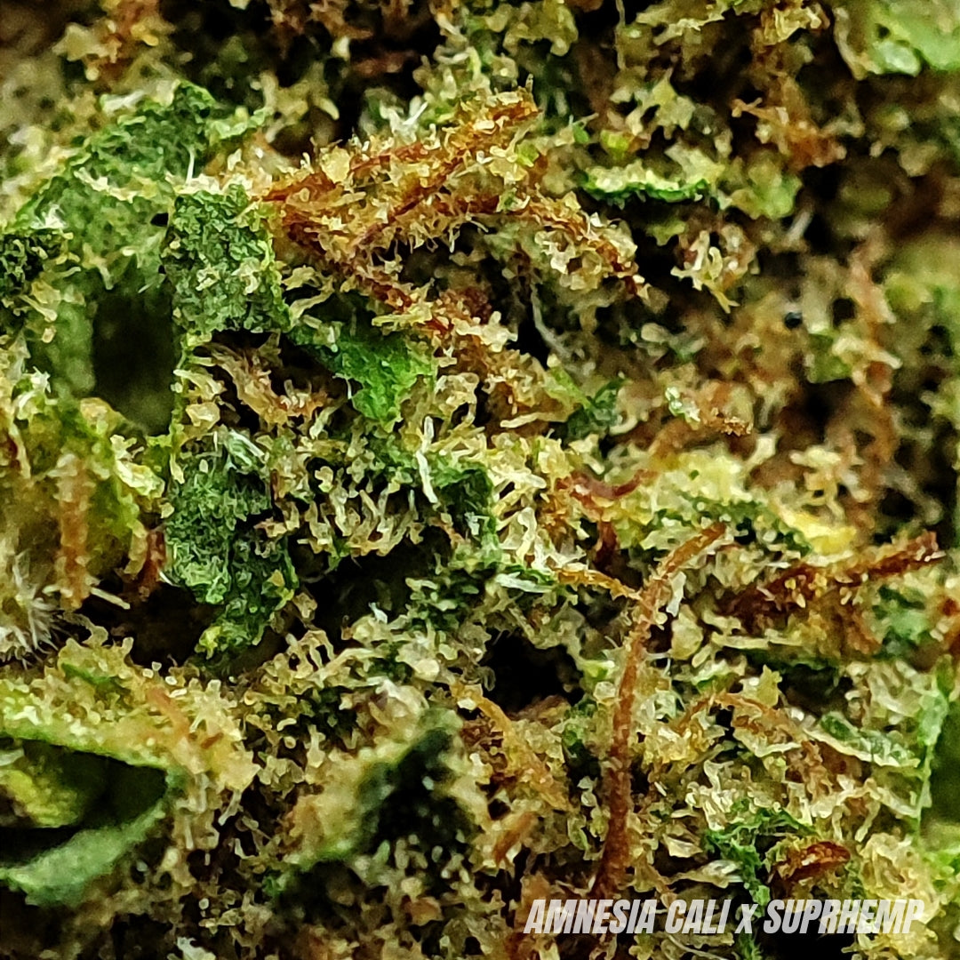 AMNESIA | CBD | INDOOR CALIFORNIENNE