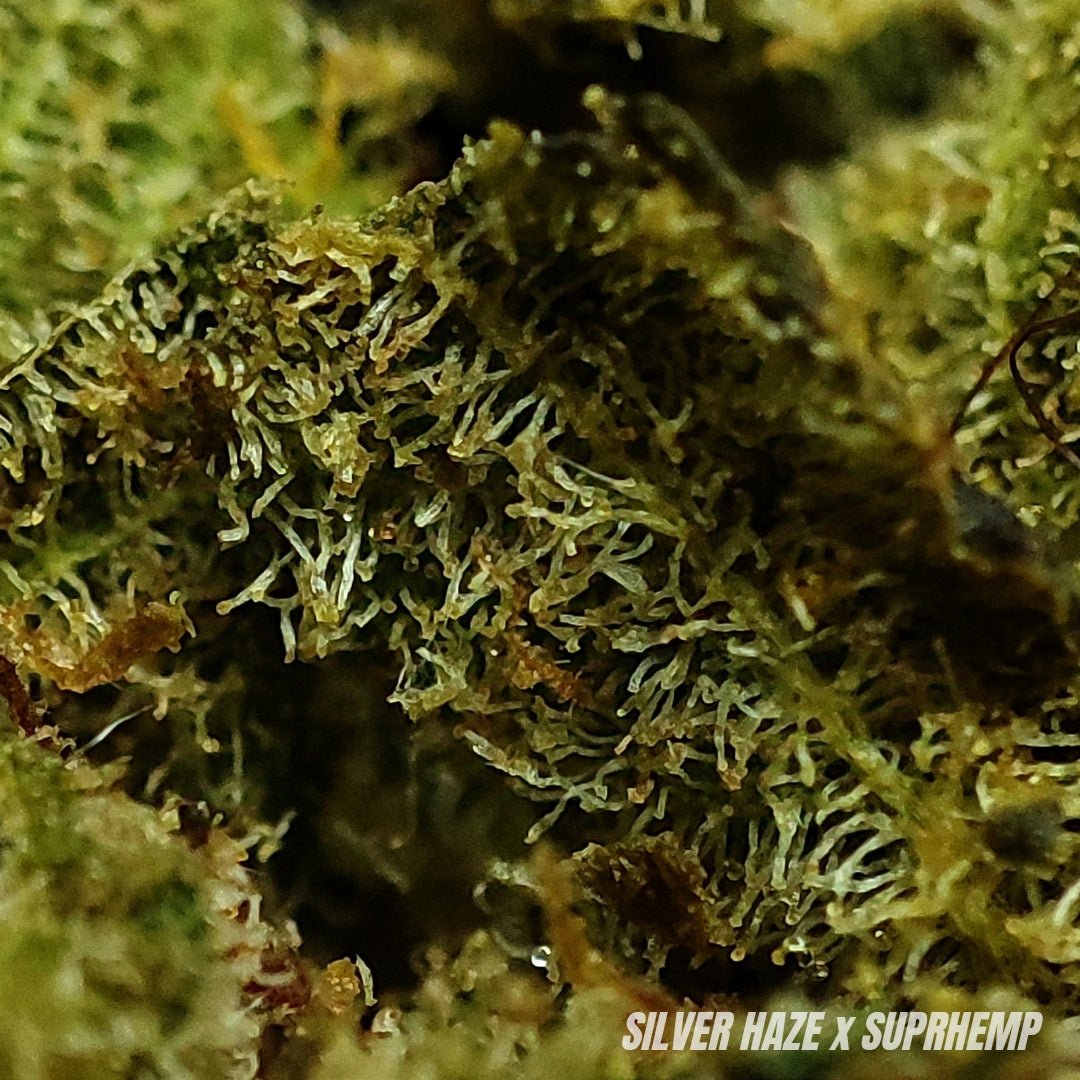 SILVER HAZE | MUSCIMOL | INDOOR