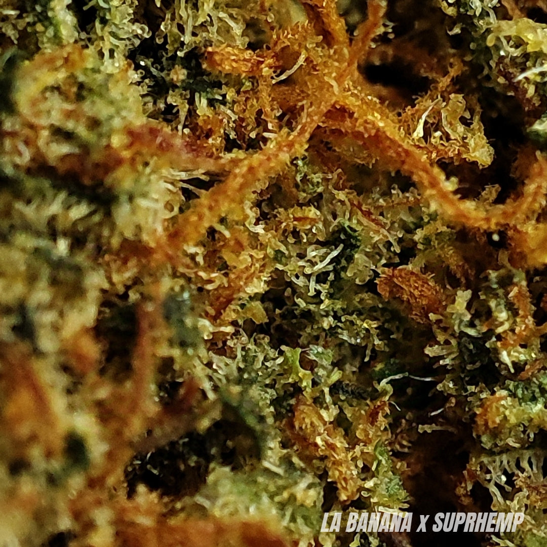 LA BANANA | X-TREM 30% | INDOOR