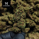 AMNESIA | CBD | OUTDOOR | 10G