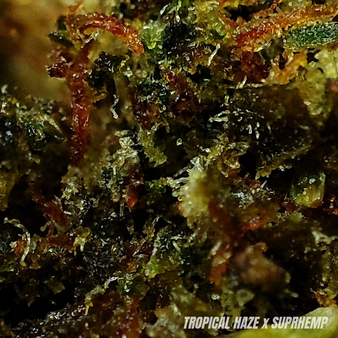 TROPICAL HAZE | X-TREM 30% | INDOOR