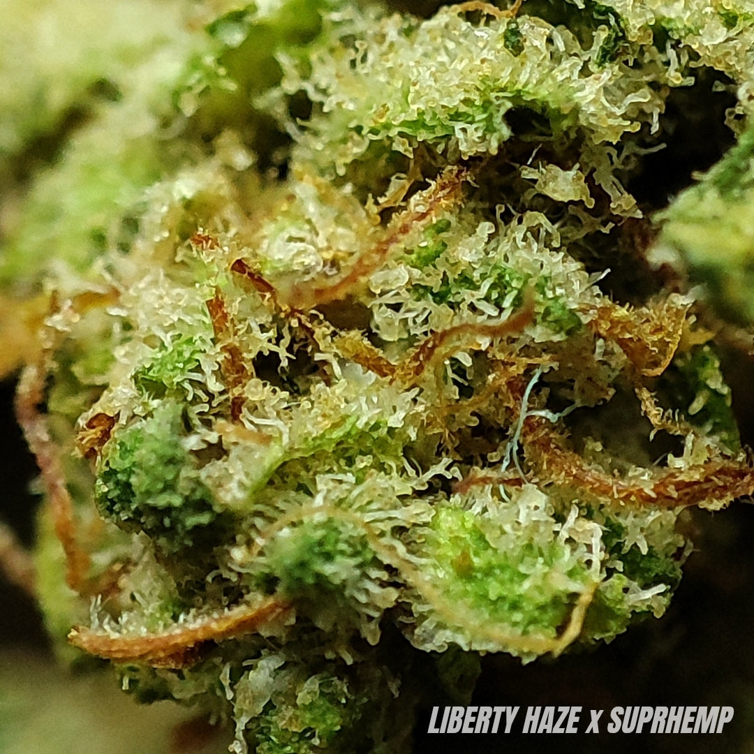 LIBERTY HAZE | CBD | INDOOR