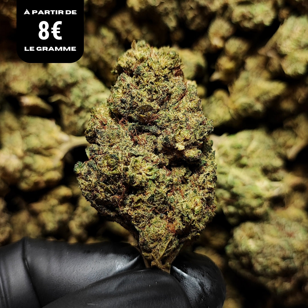 WHITE WIDOW | STR ++ 50% 🤯 | INDOOR