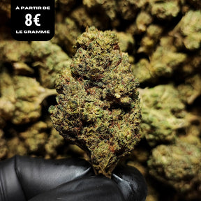 WHITE WIDOW | STR ++ 50% 🤯 | INDOOR