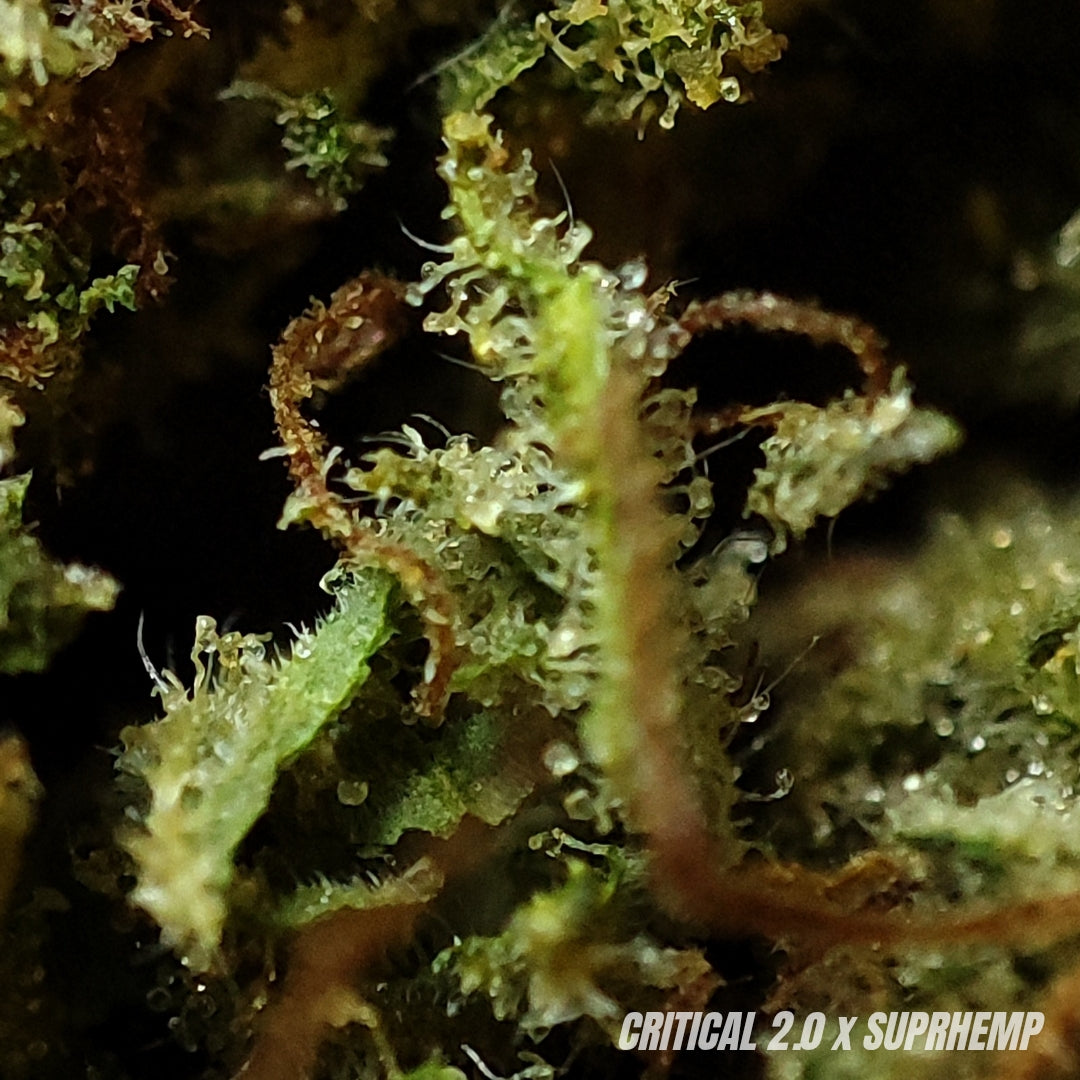 CRITICAL 2.0 | CBD | INDOOR