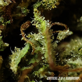 CRITICAL 2.0 | CBD | INDOOR