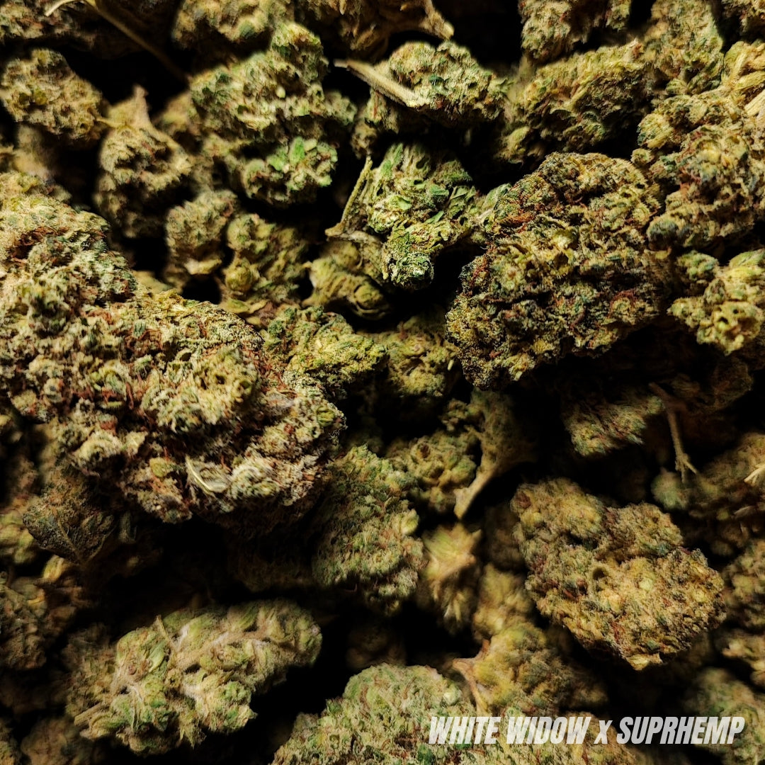 WHITE WIDOW | STR ++ 50% 🤯 | INDOOR