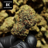 LEMON CAKE | STR ++ 50% 🤯 | INDOOR