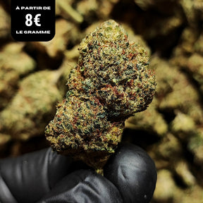 LEMON CAKE | STR ++ 50% 🤯 | INDOOR