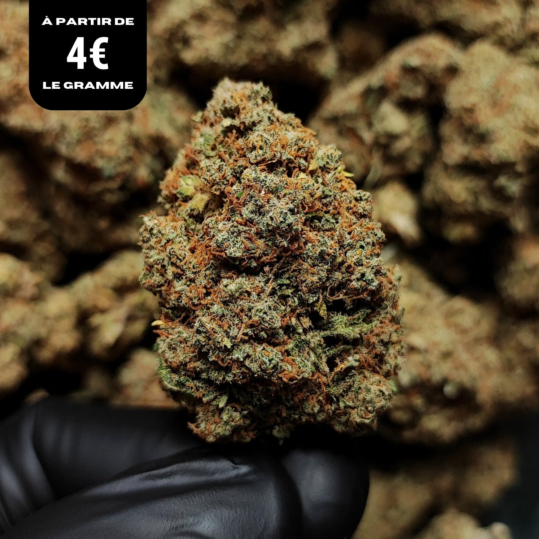 LEMON TREE | CBD | INDOOR HYDRO