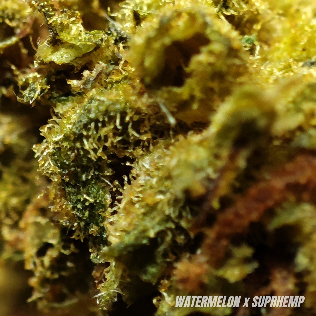 WATERMELON | CBD | GLASSHOUSE