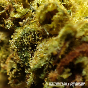 WATERMELON | CBD | GLASSHOUSE