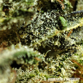 BUBBLEGUM | CBD | INDOOR