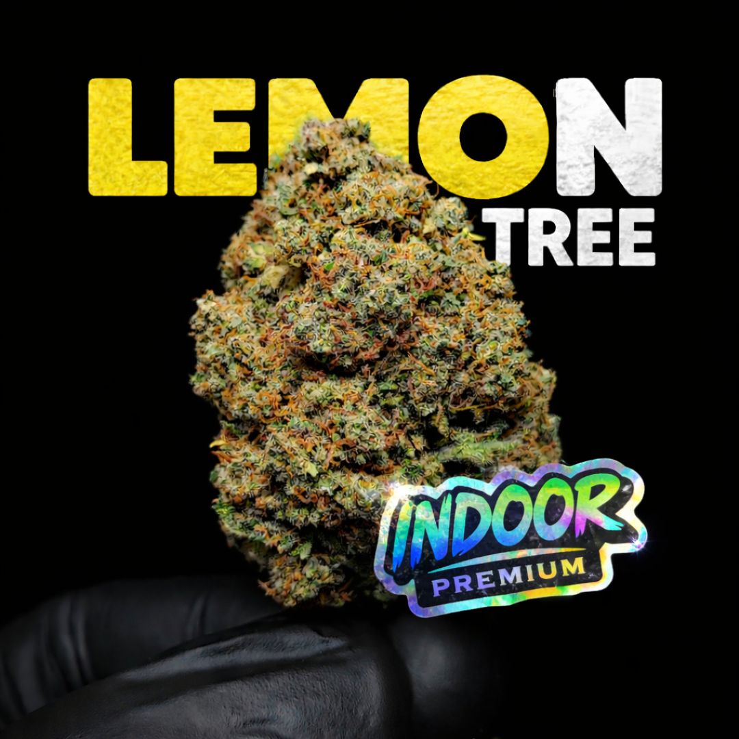 LEMON TREE | CBD | INDOOR HYDRO
