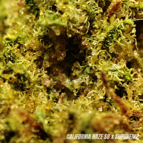 SMALL BUD CALIFORNIA HAZE | CBD | GREENHOUSE | 10G